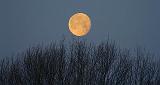 Moon Over A Bare Tree_47465